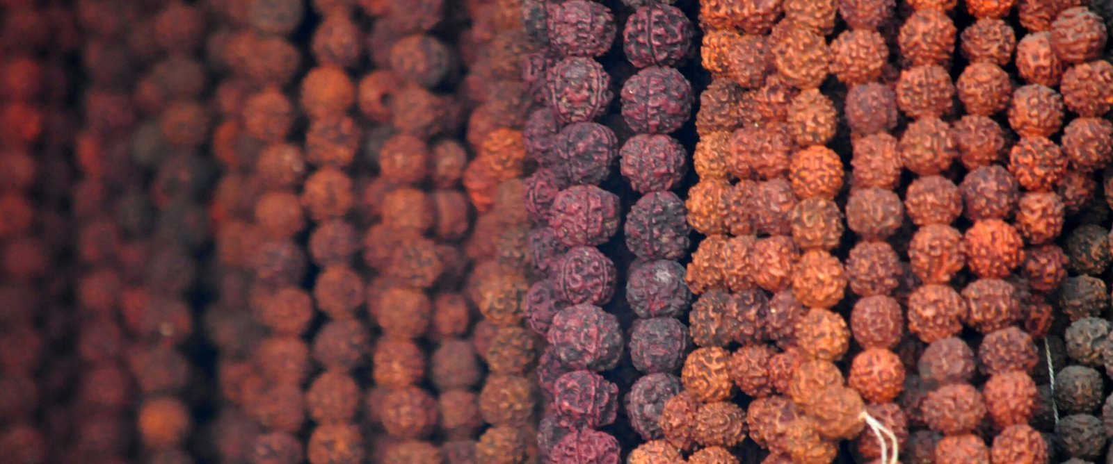 a close up of purple and white berries